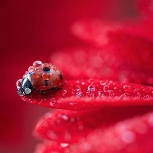 Meet your Posher, Rayona